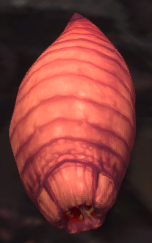 Image of Terror Larva