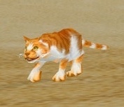 Image of Sand Kitten