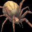File:IconSmall Spider.gif