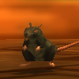 Image of Temple Rat