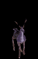 WC3 deer animation.