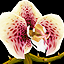 File:IconSmall Orchid.gif