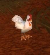 Image of White Chicken