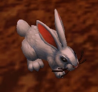 Image of Baby Bunny
