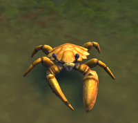 Image of Shuffling Crab