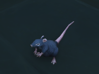 Image of Infected Rat
