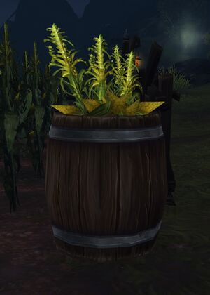 Barrel of Corn.jpg