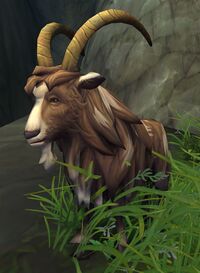 Image of Range Goat