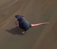 Image of Harbor Rat