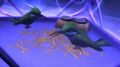 Birds in a cage made of arcane energy in Siren's Vigil in Suramar City. They can be also seen in the Jade Forest.