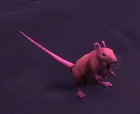 Image of Rat
