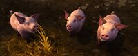 Image of Thunderfoot Pig