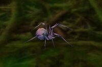 Image of Forest Spiderling
