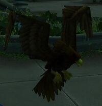 Image of Sharptalon Eagle