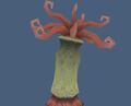 Rose tube anemone.jpg