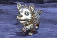Image of Frost Wolf Pup