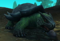 Image of Jadeshell Tortoise