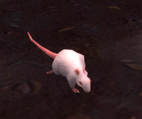 Image of Zul'Drak Rat