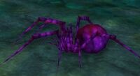 Image of Amethyst Spiderling