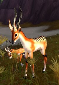 Image of Ringhorn Stag