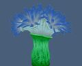 Seagreen Bouquet Anemone.jpg