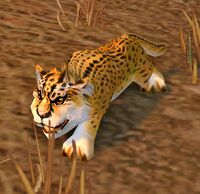 Image of Cheetah Cub