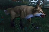Image of Cragbound Fox