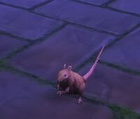 Image of Rat