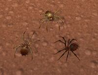Image of Desert Spider