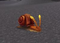 Image of Shimmershell Snail