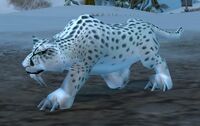 Image of Snow Leopard Cub
