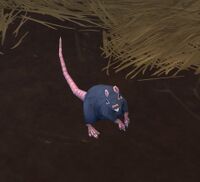 Image of Disgusting Rat