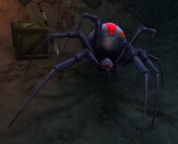 Image of Night Web Spider