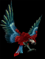 [Green Wing Macaw]