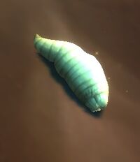 Image of Marrowgrub Nibbler