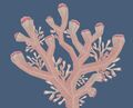 Pink Pufftop Coral.jpg