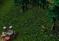 Ashenvale deforested by the Warsong clan during the Third War.