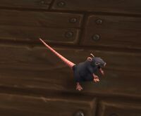 Image of Strand Rat