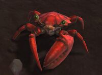 Image of Scuttlestep Crab