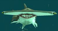 Image of Cove Shark