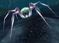 Image of Spindleweb Spider