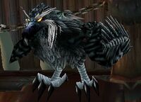 Image of Daggercap Hawk