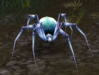 Image of Pygmy Venom Web Spider