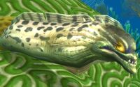 Image of Spiketooth Eel