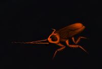 Image of Resilient Roach