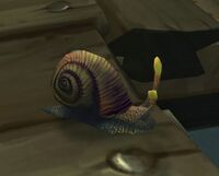 Image of Shallowsea Whelk