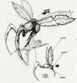 Unnamed concept art that may be a silithid wasp. Some swarming insect objects use a similar shape with one stinger.