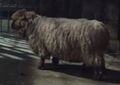 Polymorphed into a sheep in the Warcraft film.