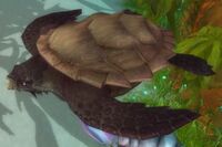 Image of Speckled Sea Turtle