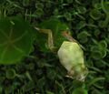 Harlequin Frog Green